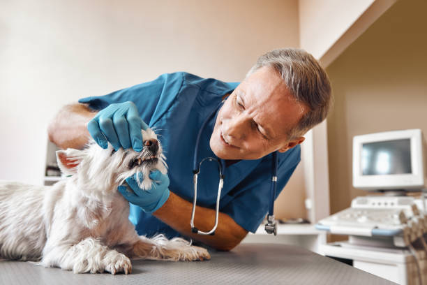 Best 24-Hour Emergency Dentist in Henderson, TN